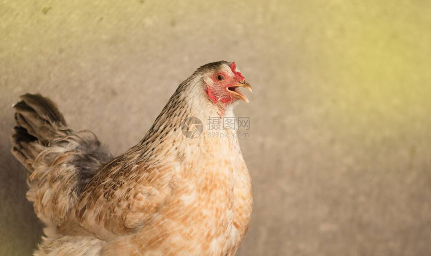 冬天的农场里养鸡一群母鸡和公图片