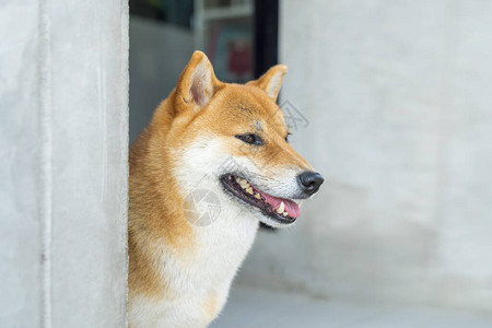 一只纯洁的日本小狗被关起来了ShibaInu狗正在带着极图片