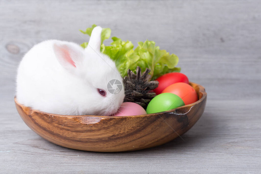 复活节快乐白兔在有蔬菜和复活节图片