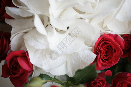 花园里的红玫瑰和白花图片