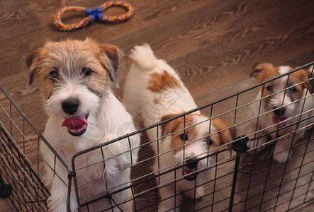 刚毛杰克罗素梗犬的三只可爱的小狗英国猎犬品种中型图片