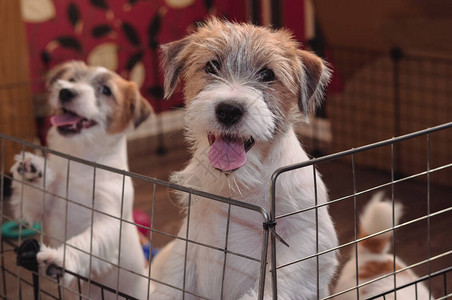 两只小可爱的小狗粗糙的杰克罗素泰瑞尔英式猎犬品种中等图片