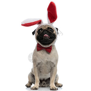 穿着耳朵和红领的可爱小狗喘着气坐在白色图片