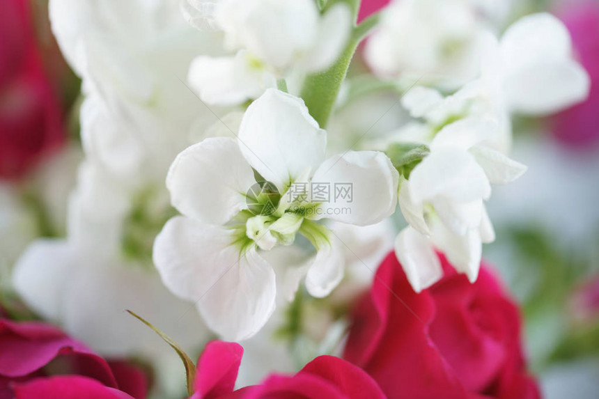 红玫瑰和白花束图片