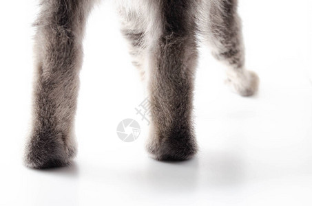 在宏后视图中的白色背景上的猫爪子Kitten背景图片