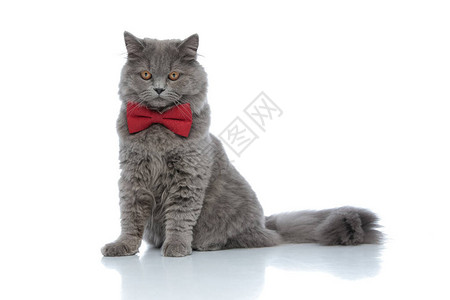 穿着红领带的可爱英俊长头发猫图片
