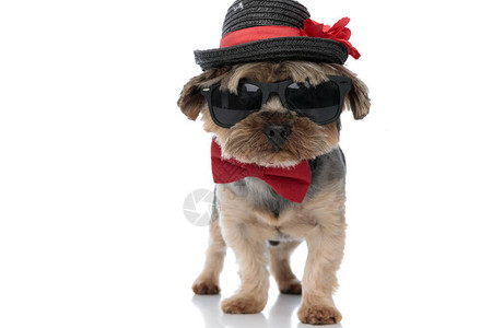 穿戴帽子太阳镜和领带的小日郡田狗像白人工作图片