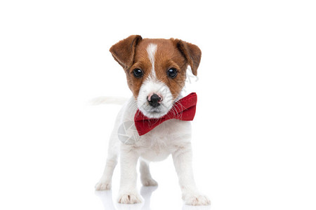 穿着红色领和站在白色背景下站立的狗尾巴挥舞着小杰克鲁图片
