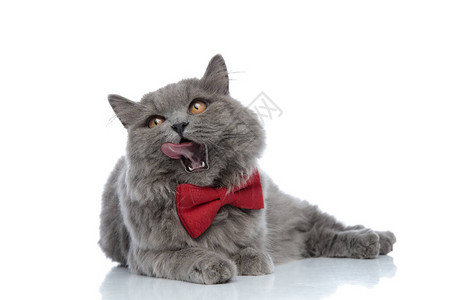 可爱的英国长头发小猫红领带躺下图片