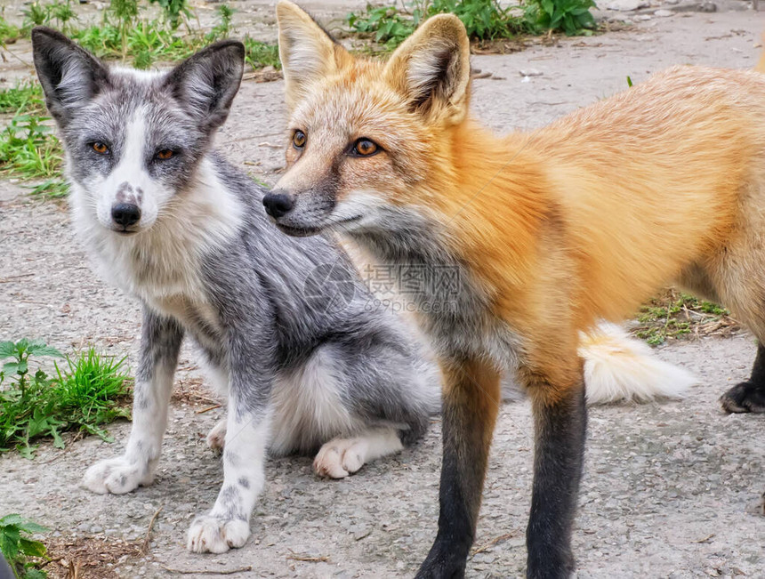 两个可爱的驯服狐图片