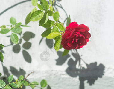 红玫瑰在明亮的阳光下在白背景图片
