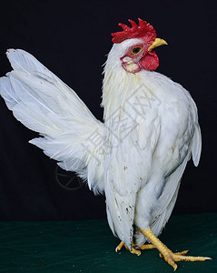 白公鸡的肖像照高清图片