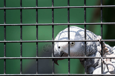 非洲灰色鹦鹉笼子里的Psi图片