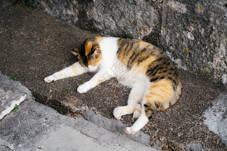 一只三色猫在靠着石墙的沥青上睡觉高品质照片图片
