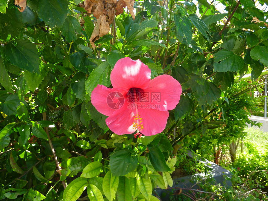 花园中的流浪虫的HibiscusRosasin图片