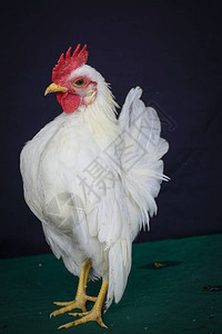白公鸡的肖像照背景图片