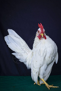 白公鸡的肖像照背景图片