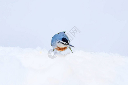 可爱的鸟白雪背景鸟类图片