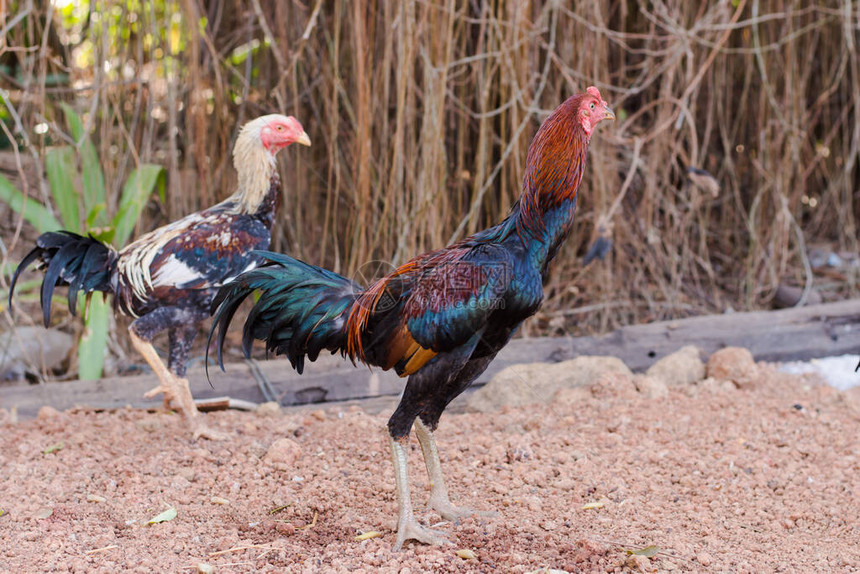 鸡矮脚鸡动物鸡原产于泰国图片