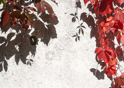 野葡萄的红叶和纹理混凝土墙上的阴影图片