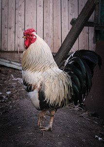 夏天农村房子院里的公鸡一只漂亮公鸡的照片它在乡间别墅的院子里一年中图片