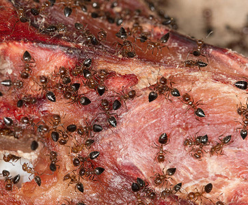 蚂蚁在肉上图片