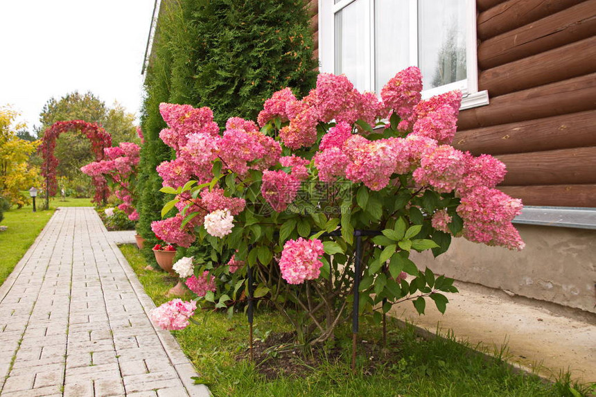 HydrangeapaniculatavanillaFRASRennieHydrangeapaniculataVanilleFr图片