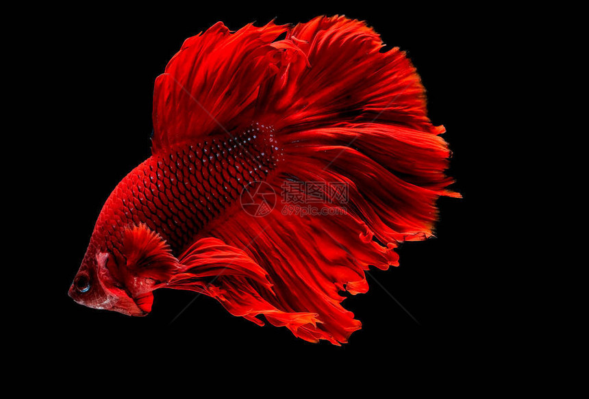 深红色暹罗斗鱼图片