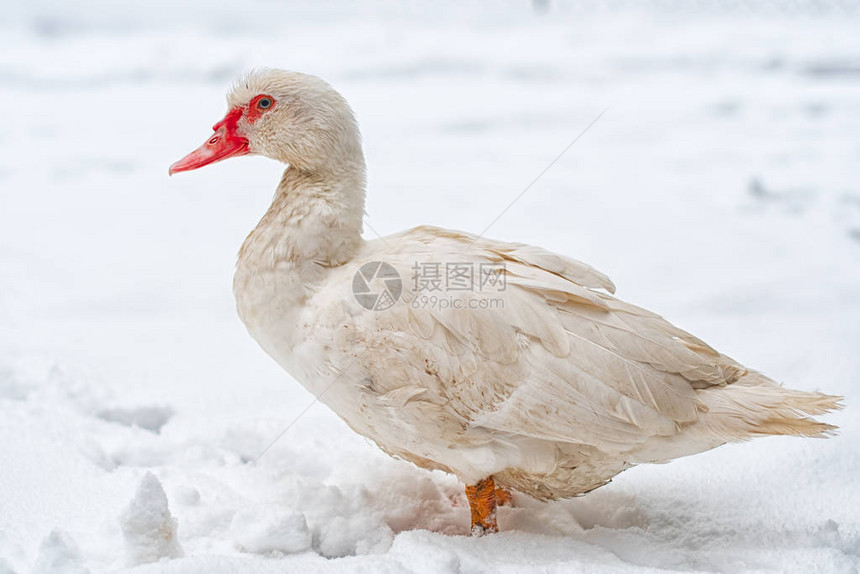 冻水附近的雪上有鸭子图片