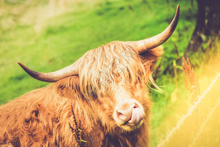 海高地牛苏格兰符号苏图片