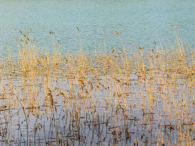 湖中蔚蓝的水中的甘蔗高清图片