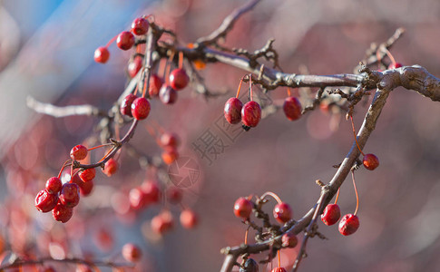 树枝上的干冬花楸图片