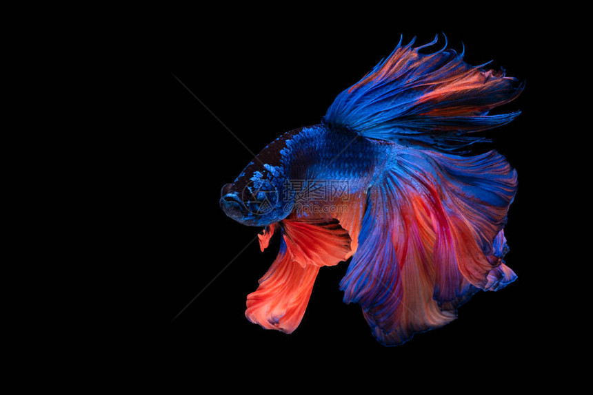 美丽又多彩的亚姆斯格斗鱼长尾鱼和在黑色背图片