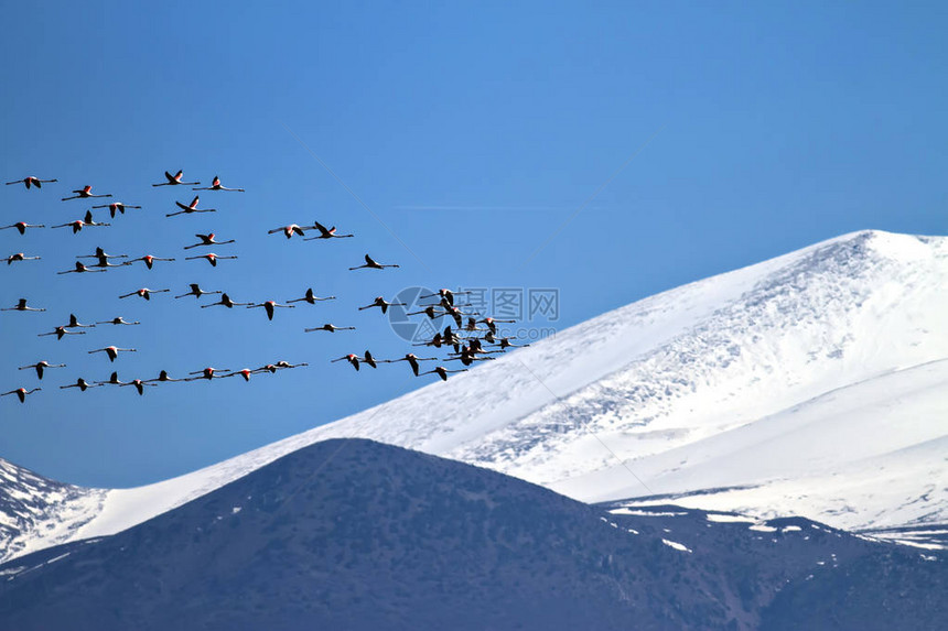 飞行的火烈鸟Erciyes山背景大火烈鸟凤蝶蔷薇埃尔西耶斯图片