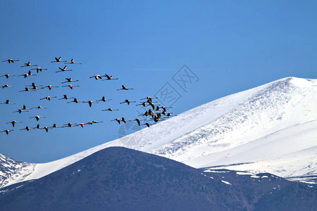 飞行的火烈鸟Erciyes山背景大火烈鸟凤蝶蔷薇埃尔西耶斯图片
