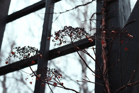 红色的树枝有小叶子鲜花和芽图片
