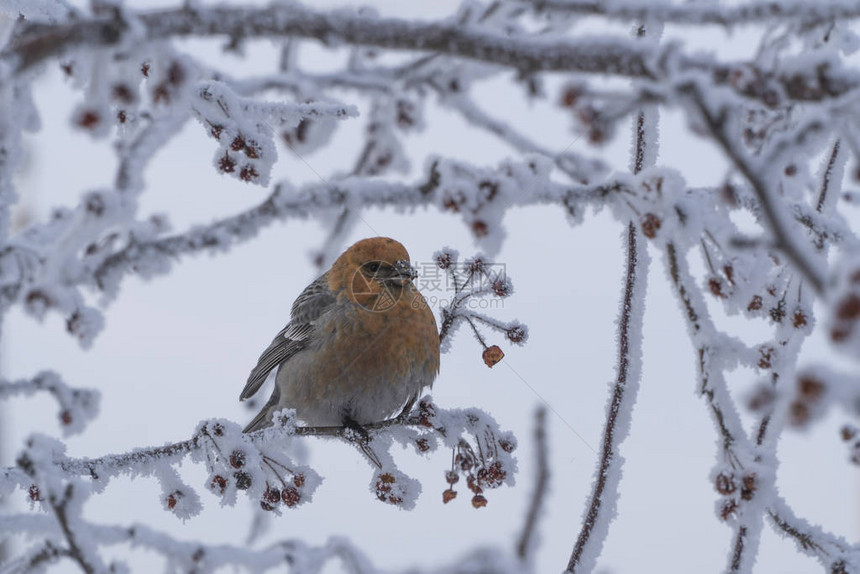 树枝上的小鸟带着冰冻的浆果图片