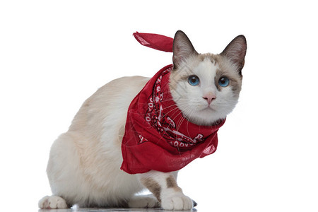 穿着红色带条的守夜梅蒂斯猫坐着图片