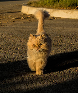 宠物猫红猫跑图片