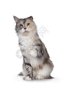 可爱的银色玳瑁缅因猫图片