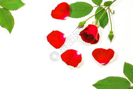 红玫瑰孤立的白色背景背景图片
