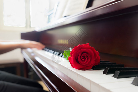 音乐家用红玫瑰花弹钢琴背景图片