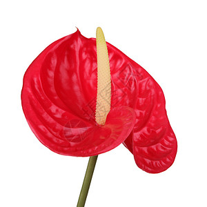 红flamamingo花朵图片