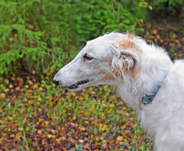 白狗头目在对抗模糊的秋季森林时饲养图片