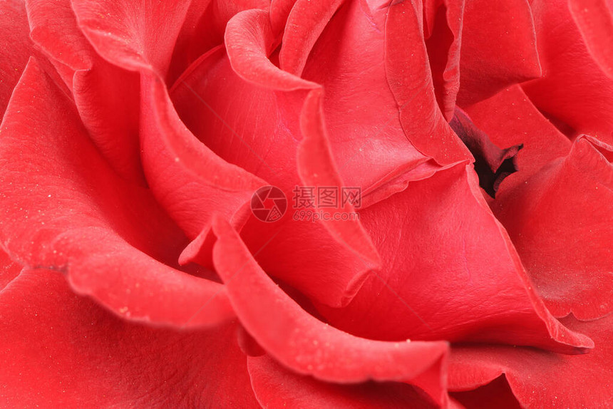 红玫瑰花瓣红玫瑰高清晰度照片图片