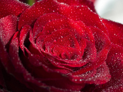 雨滴落在红玫瑰上图片