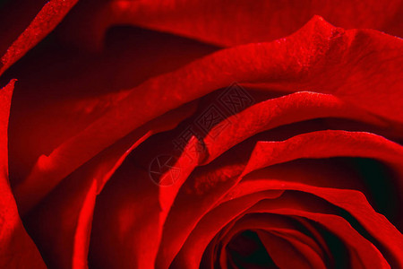 红色玫瑰花红色抽象背景柔软图片