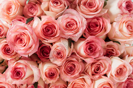 粉红玫瑰花蕾图案的特写图片
