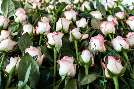 粉红玫瑰花朵图案的特写图片