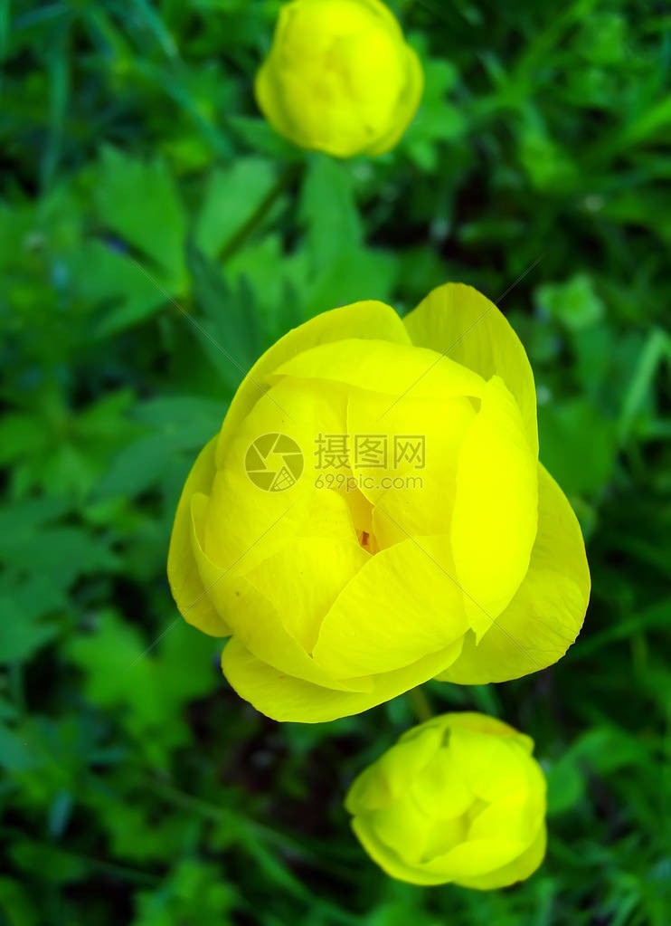 美丽的黄色春天郁金香花图片